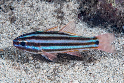 Broadstripe Cardinalfish