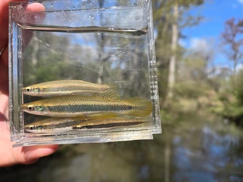 Broadstripe Topminnow