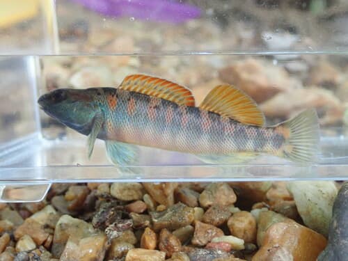 Bronze Darter