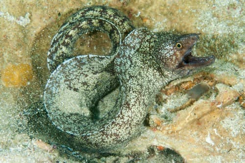 Bronze-Jaw Moray