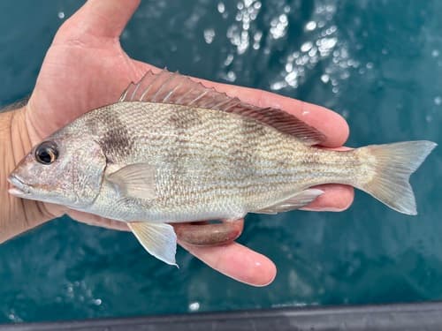 Bronze-Striped Grunt