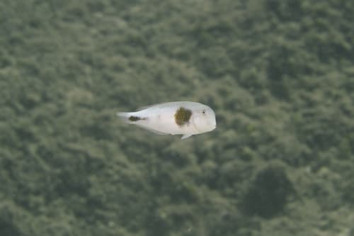 Bronzespot Razorfish