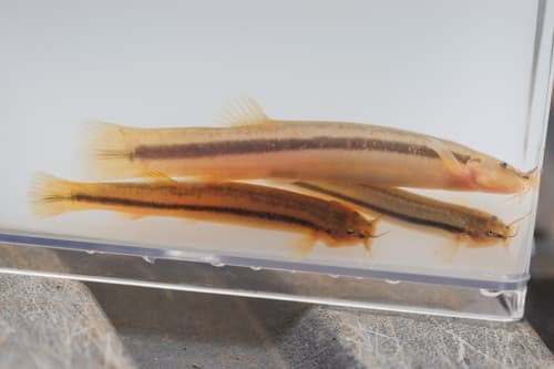 Brook Pencil Catfish