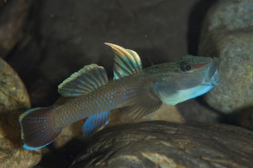 Brown Amur Goby