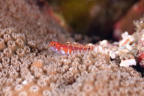 Brown-banded Dwarfgoby