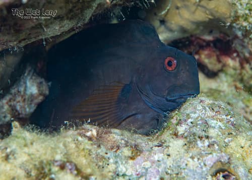 Brown Coral Blenny