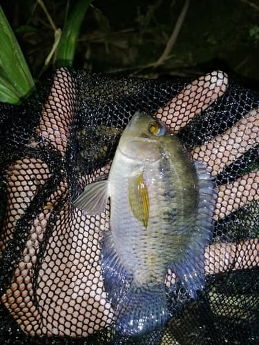 Mozambique Tilapia
