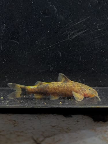 Brown Hillstream Catfish