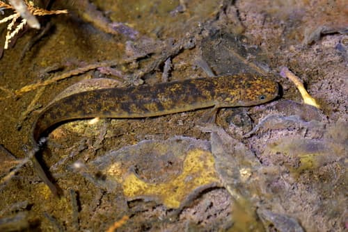 Brown Mudfish