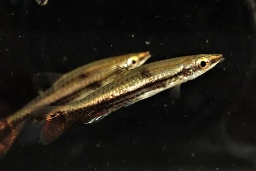 Brown Pencilfish