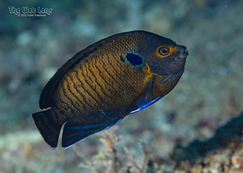 Brown Pygmy Angelfish