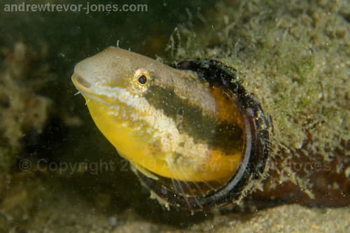 Brown Sabretooth Blenny