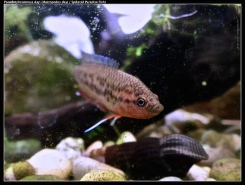 Brown Spiketail Gourami