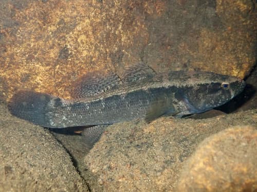 Brown Spine-cheek Gudgeon