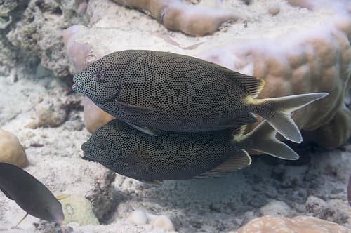 Brown Spotted Rabbitfish
