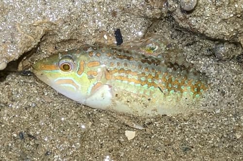 Brown-stripe Wrasse