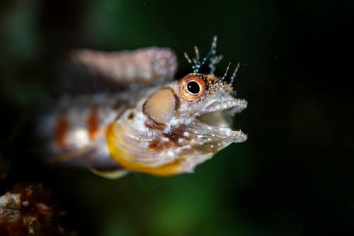 Browncheek Blenny