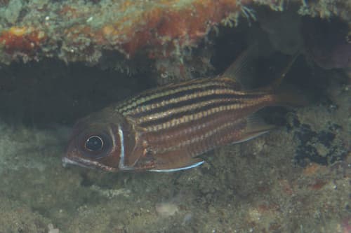 Brownspot Squirrelfish
