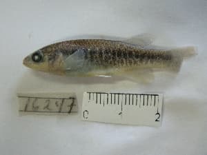 Brownspotted Killifish