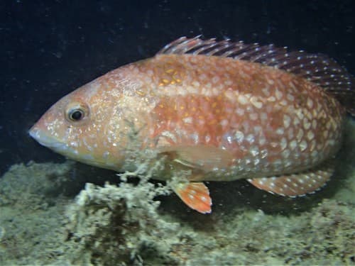 Brownspotted Wrasse