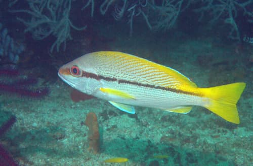 Brownstripe Snapper