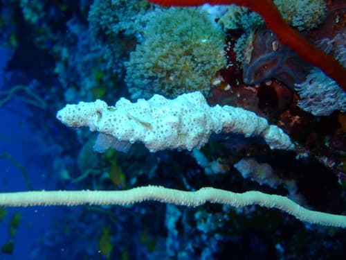 Bryaninops spongicolus