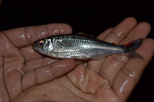 Bryconops giacopinii