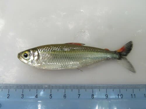 Black-tailed Bryconops