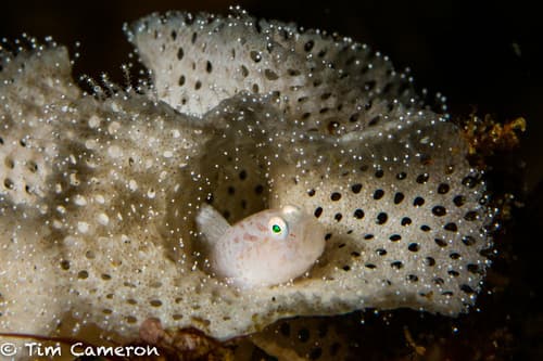 Bryozoan Goby