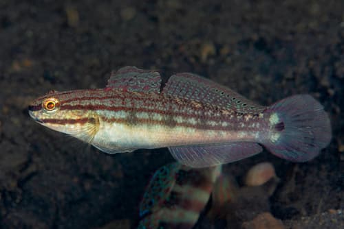 Buan Goby
