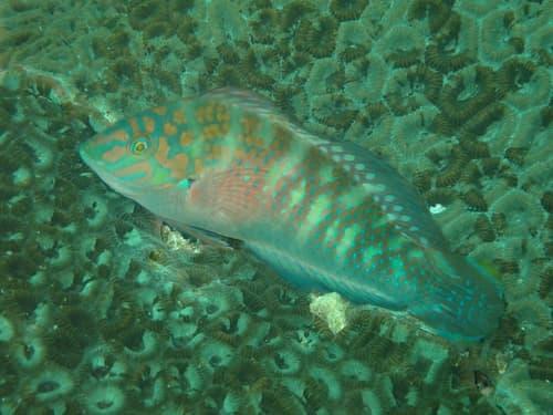 Bubblefin Wrasse