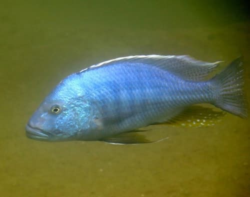 Buccochromis heterotaenia