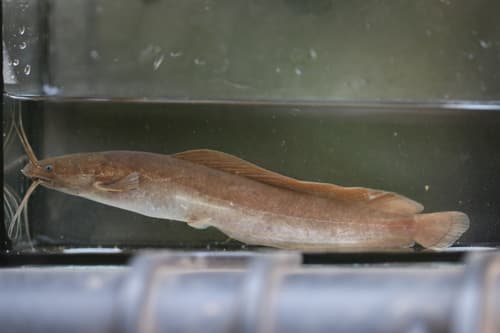 Buettikofer's Catfish