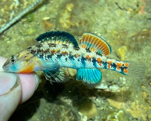 Buffalo Darter