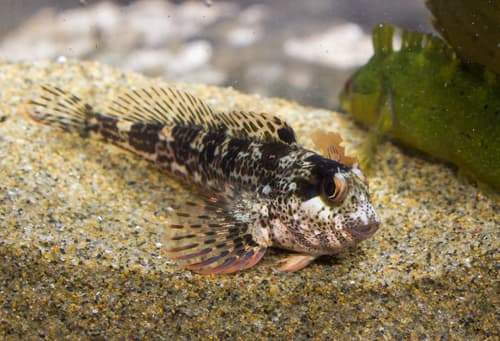 Bull Blenny