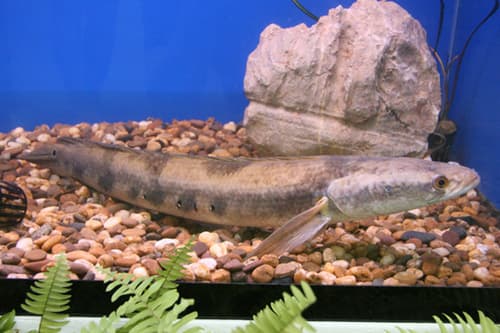 Bullseye Snakehead