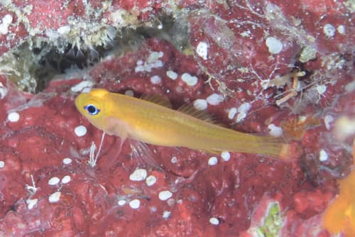 Bumble-bee Pygmygoby