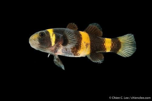 Bumblebee Goby