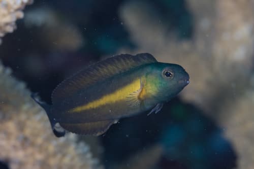 Bundoon Fangblenny