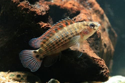 Burmese Badis