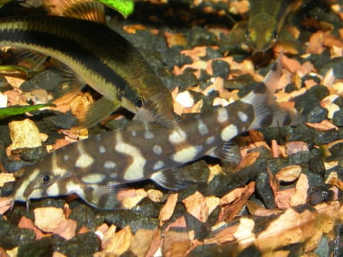 Burmese Border Loach