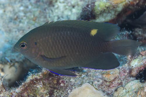 Burrough's Damselfish