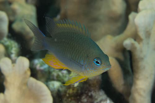 Burt's Damselfish