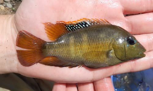 Bussing's Cichlid