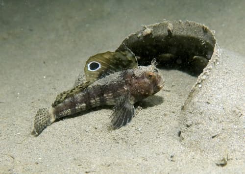 Butterfly Blenny