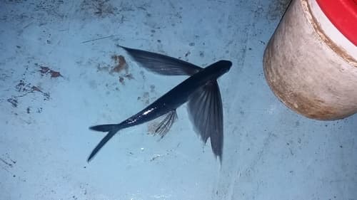 Butterfly Flying Fish