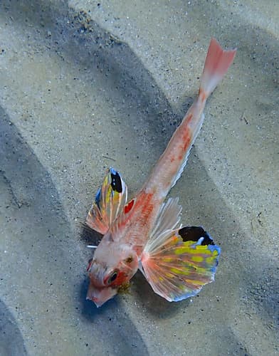 Butterfly Gurnard