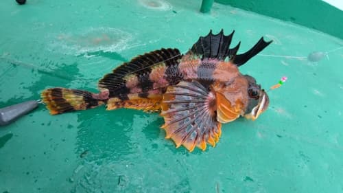 Butterfly Sculpin