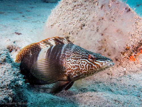 Butterfly-winged Comber