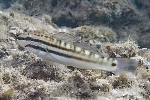 Bynoe Goby